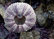 Shell 1595